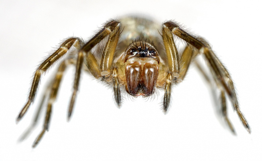 Amaurobius similis