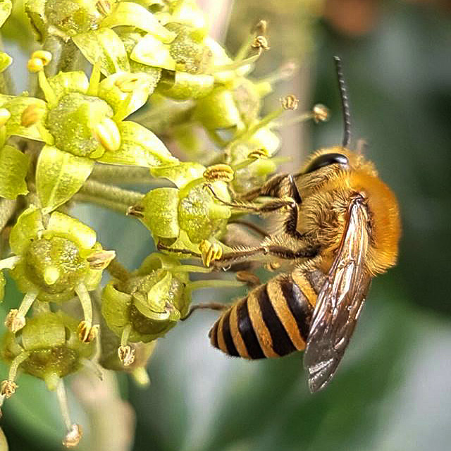 Ivy Bee