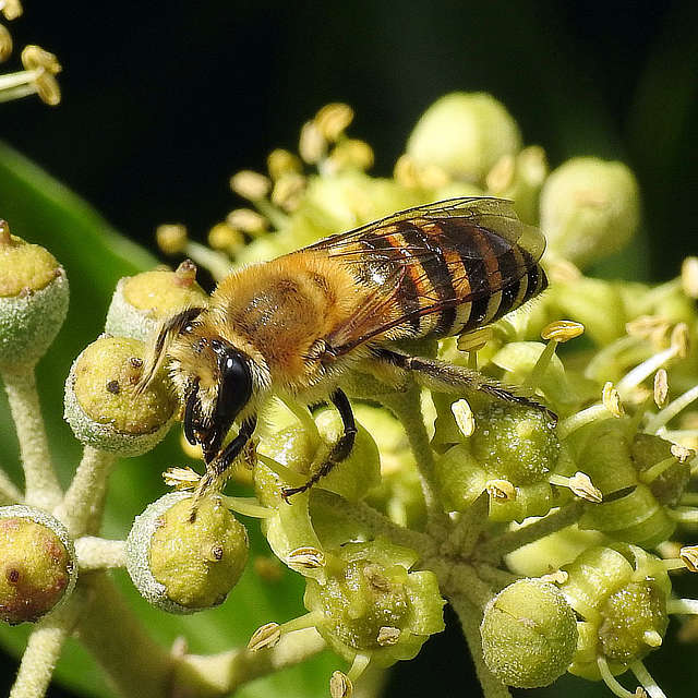 Ivy Bee