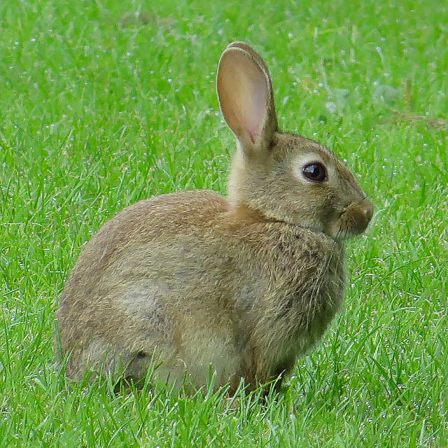 Rabbit