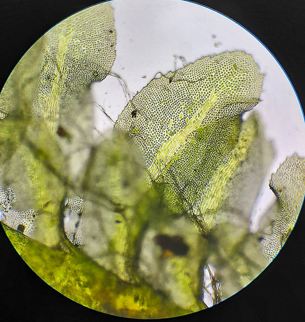 White Earwort