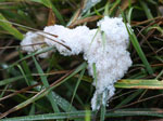 slime mould