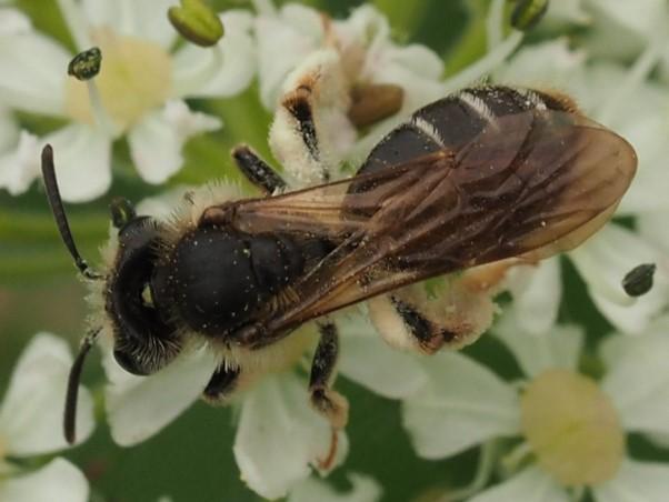 Hawthorn Mining Bee