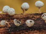 slime moulds