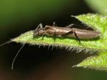 stoneflies