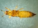 thrips