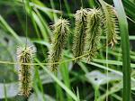 grasses, sedges & rushes