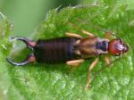 earwigs