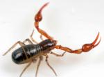 ticks, mites & pseudoscorpions