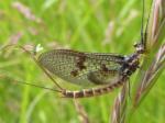 mayflies