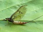 mayflies