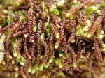 liverworts