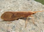 caddisflies