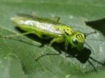 sawfly