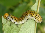 sawfly