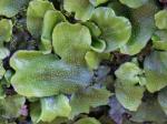 liverworts